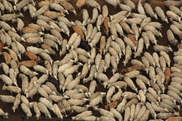 Cattle raised in the Brazilian Amazon