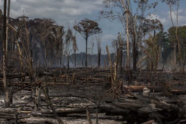 Tapajós National Forest set on fire, which is the cheapest way to get rid of the trees