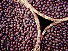 Açaí fruit ready to be made into juice. Photo by André Valentim/TYBA - Publicity