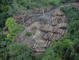 June alone saw the loss of 920 square kilometers of Brazil's Amazon forest