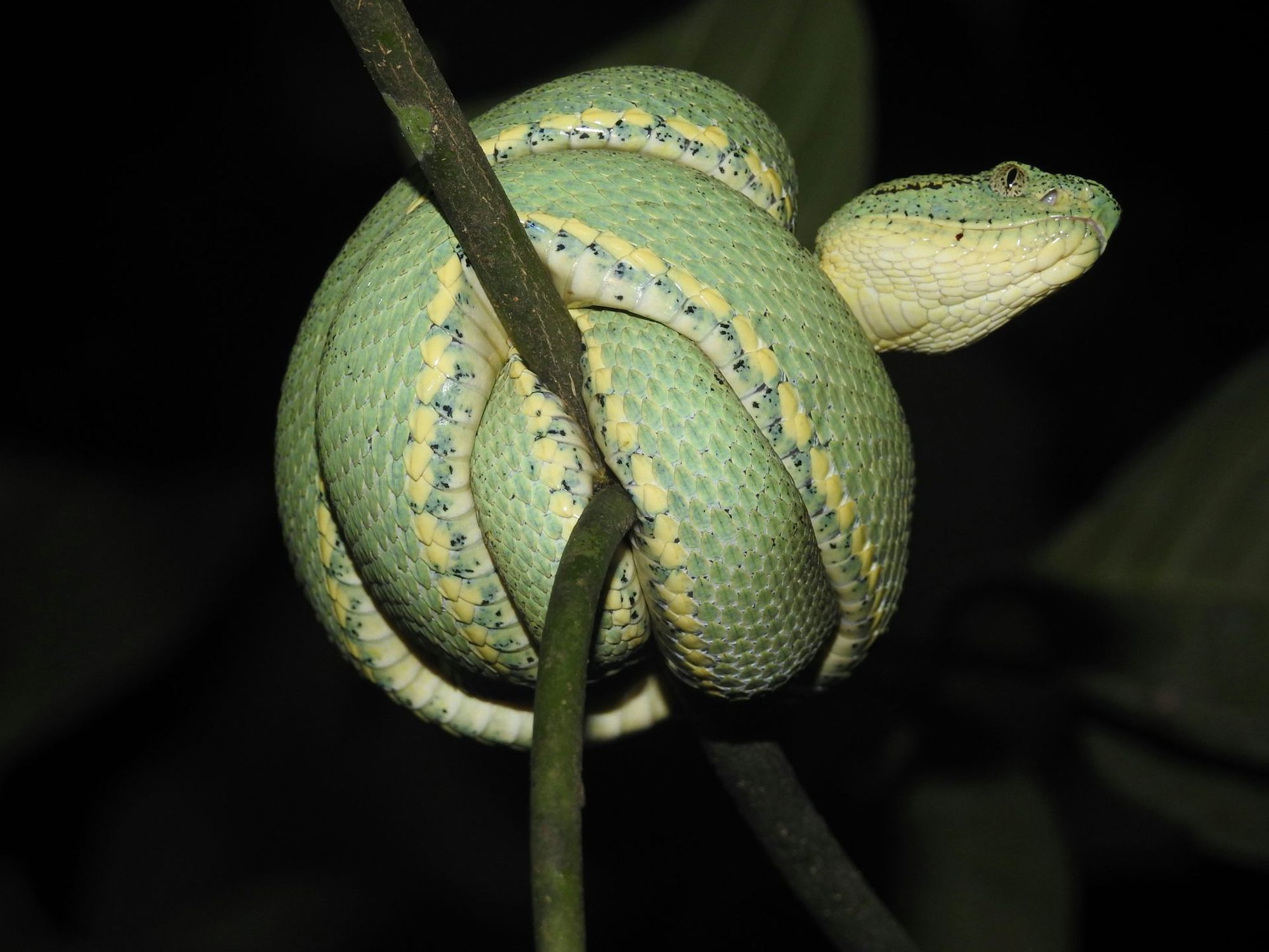 The Papagaia (B. bilineatus) is one of the 12 species of snake found in the Alto Juruá region in Acre. Picture: Paulo Bernarde