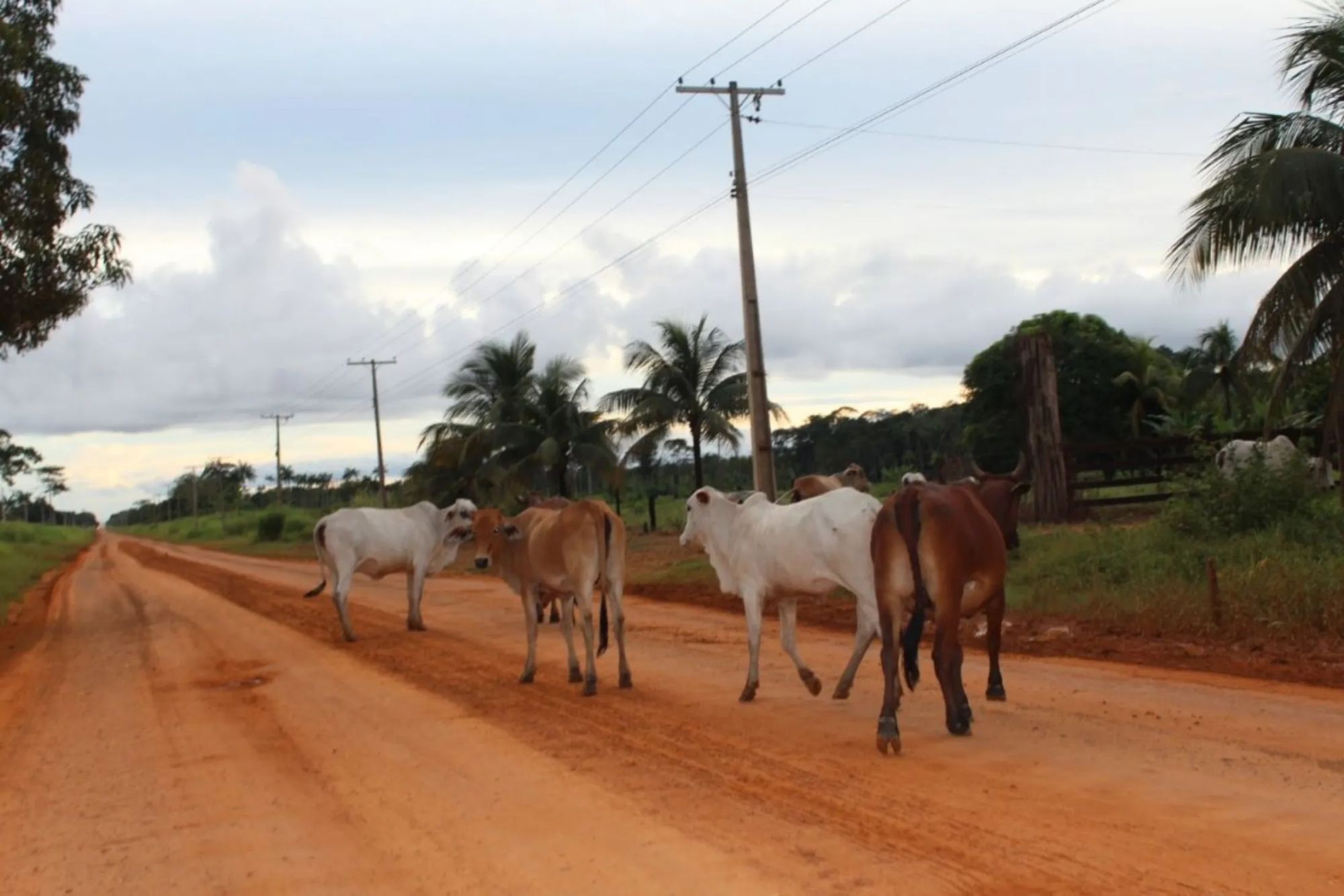 Cattle crossing an unpaved section of the BR-319 road, in Humaitá, Amazonas state - THOMSON REUTERS FOUNDATION/André Cabette Fábio
